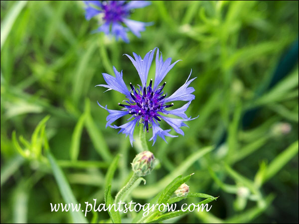 The flower of Emperor William is smaller than but looks alot like the perennial Bachelors Buttons.